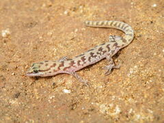 Banded Lizard-Fingered Gecko photo 1