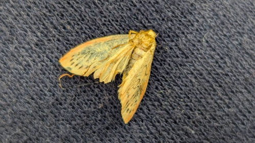 Rosy Footman, Bemelen, Nederland, photo 9 of 10