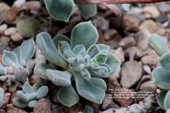 Echeveria pulvinata