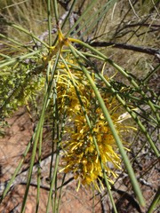 Hakea chordophylla