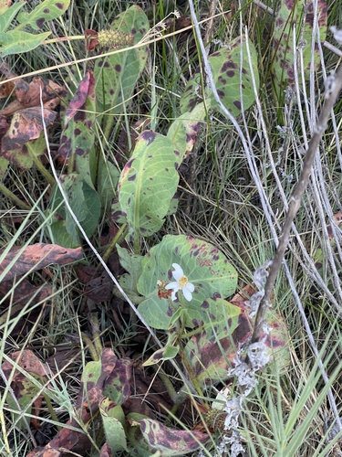 Yerba mansa (Anemopsis californica)