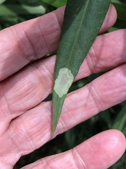 Calycomyza promissa