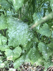 Erysiphe cruciferarum