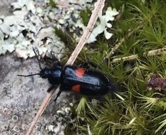 Astylus aulicus