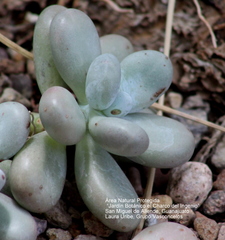 Pachyphytum oviferum