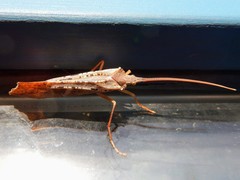 Nemotaulius hostilis