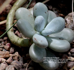 Pachyphytum oviferum