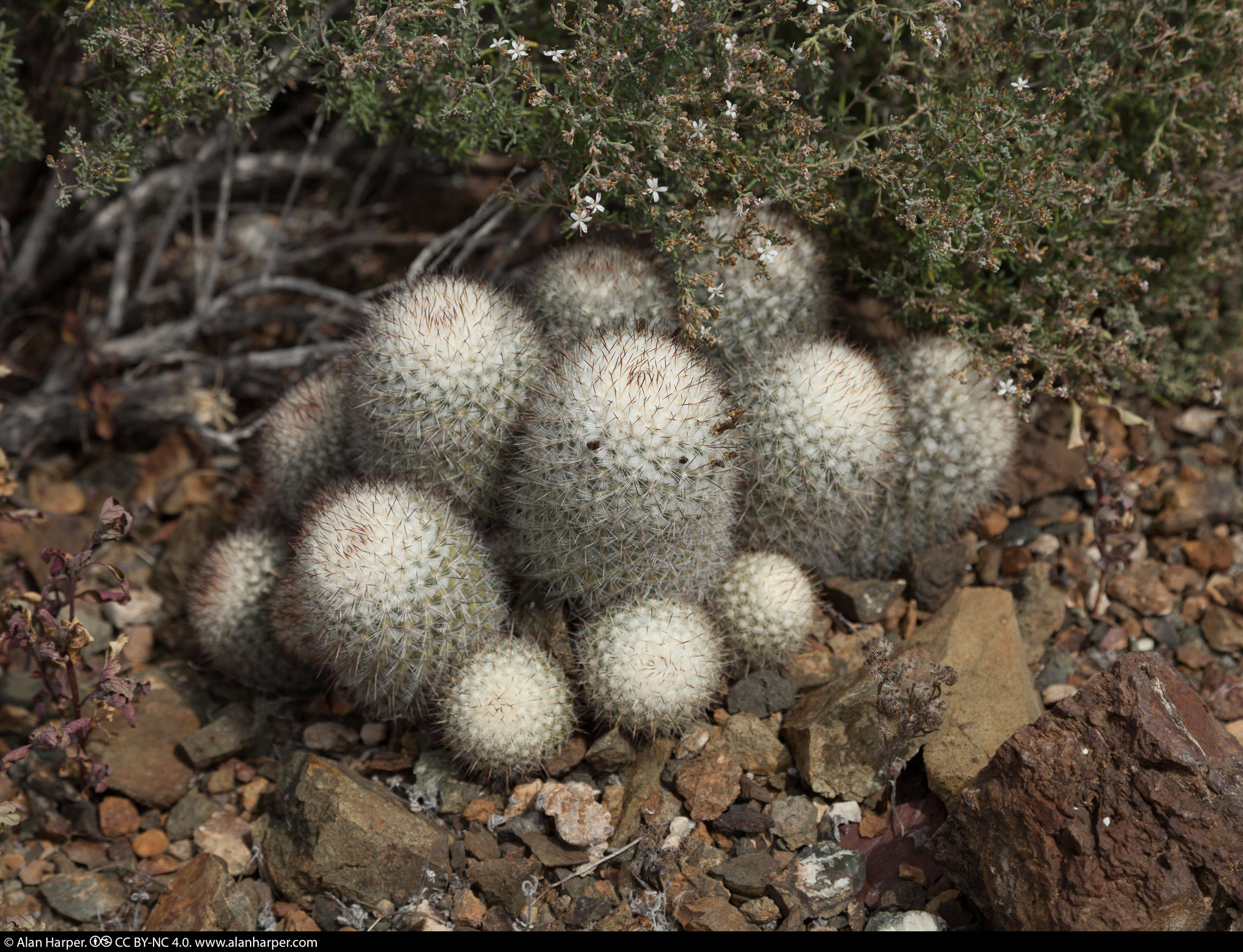 Mammillaria neopalmeri  iNaturalist