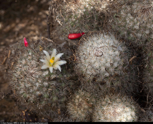 Mammillaria neopalmeri