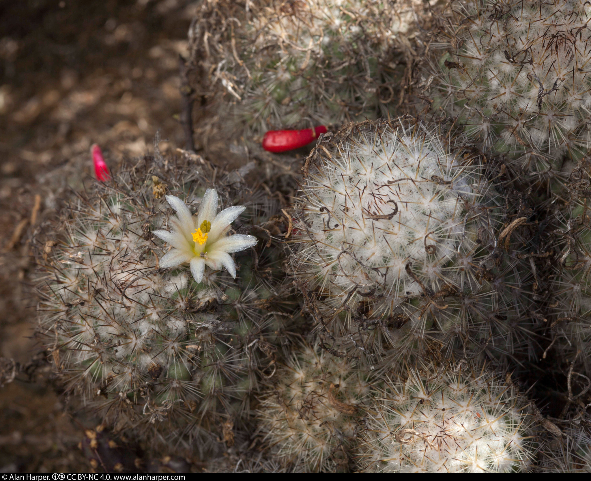 Mammillaria neopalmeri