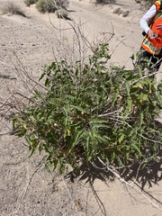 Ambrosia ambrosioides