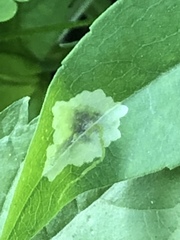 Calycomyza promissa