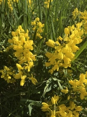 Thermopsis montana