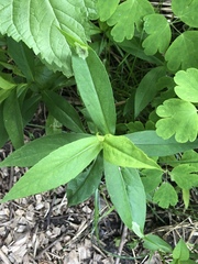 Calycomyza promissa