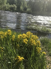 Thermopsis montana