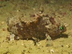 Centrogenys vaigiensis