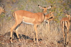 Impala photo 2