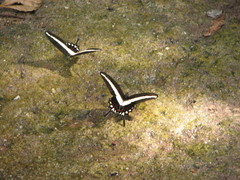 Heraclides hectorides