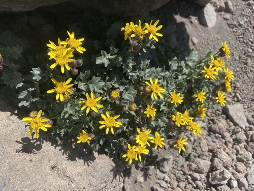 San Francisco Peaks ragwort (Packera franciscana)