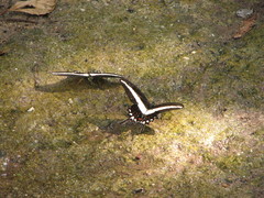 Heraclides hectorides