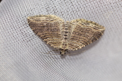 Anticlea multiferata