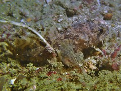 Batrachomoeus trispinosus