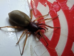 Dysdera crocata