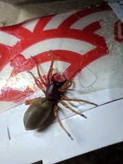 Dysdera crocata