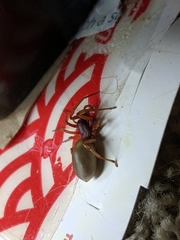 Dysdera crocata