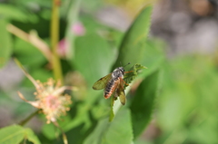 Cimbicidae