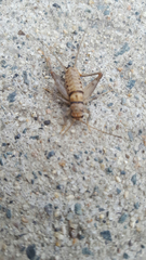 Gryllodes sigillatus