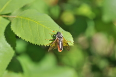 Cimbicidae