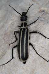 Epicauta atrivittata