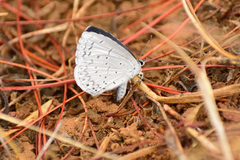 Celastrina echo gozora