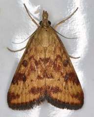 Pyrausta subsequalis