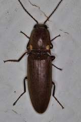 Deilelater physoderus