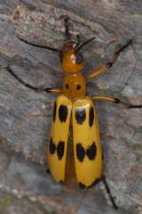 Pyrota fasciata