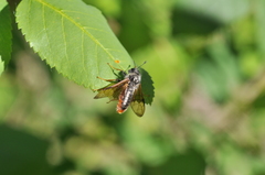 Cimbicidae