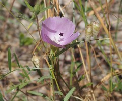 Clarkia purpurea viminea