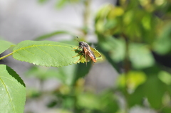 Cimbicidae