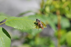 Cimbicidae