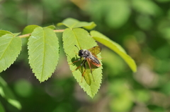 Cimbicidae