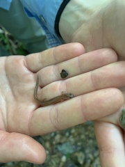Eurycea multiplicata