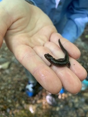 Desmognathus brimleyorum