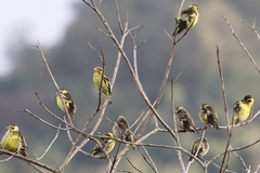 Chloris spinoides