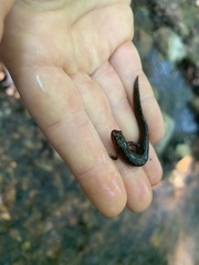 Desmognathus brimleyorum
