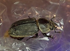 Dorcus parallelus