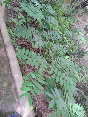 (c) Adrian Bojorquez, some rights reserved (CC BY-SA) Lonchocarpus rugosus, photograph (c) Adrian Bojorquez, some rights reserved (CC BY-SA)