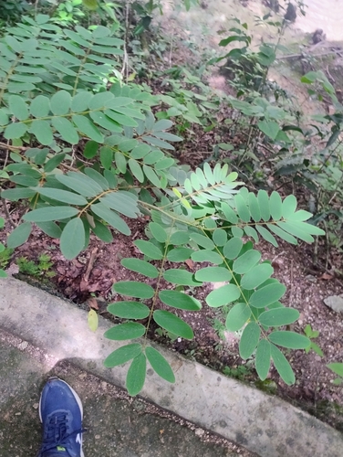 Lonchocarpus rugosus, photograph 5