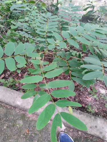 Lonchocarpus rugosus, photograph 6